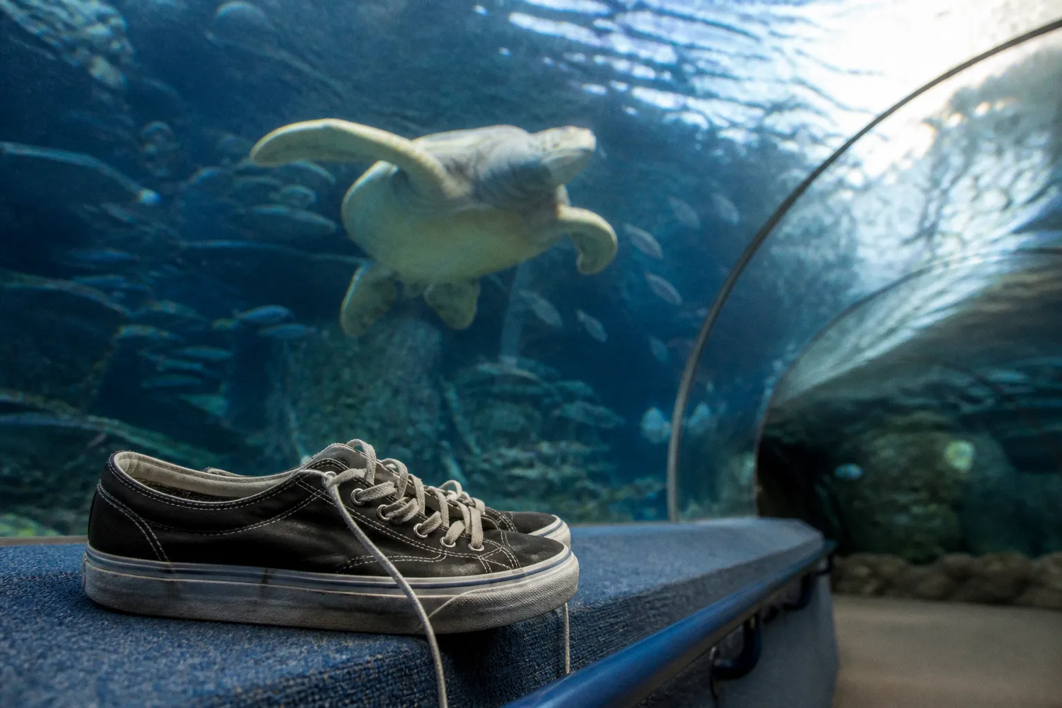 Visite de SEA LIFE Charlotte-Concord : mode d'emploi pratique